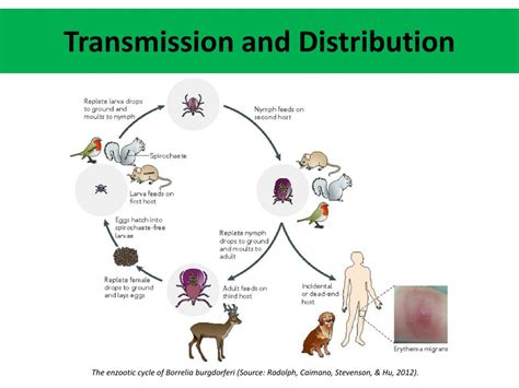 Ppt Lyme Disease In Texas Enhancing Prevention Through The