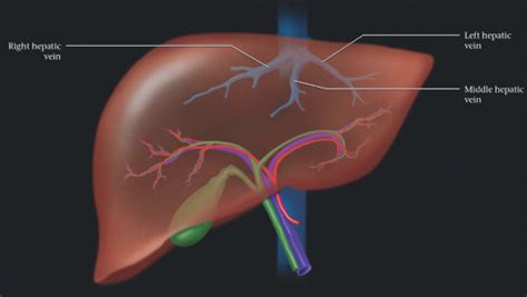 vascular anatomy  liver