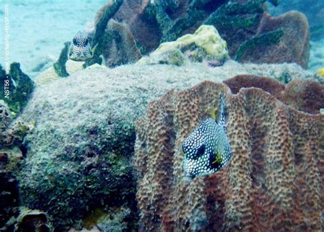 Snorkeling in Anse Chastanet Marine Reserve | Snorkeling in Saint Lucia