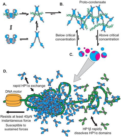 Figures And Data In HP1 Proteins Compact DNA Into Mechanically And