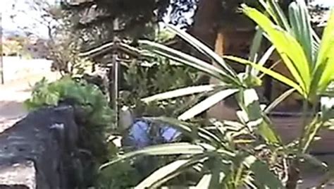 Marcia Ferro Free Porn Star Videos Xhamster