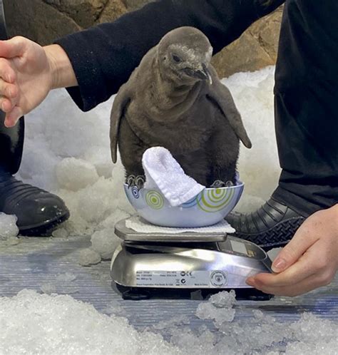 Sea Life Melbourne Aquarium Announce The Hatching Of Two Penguin Chicks