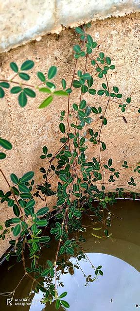 Desmodium Triflorum L Dc A Photo On Flickriver