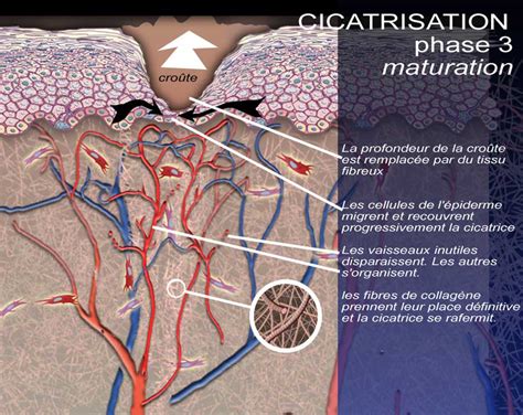 Dermato Info Un Organe Multi Fonction