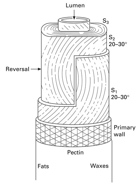 Morphological Structure of Cotton Fibre – Online Textile Academy