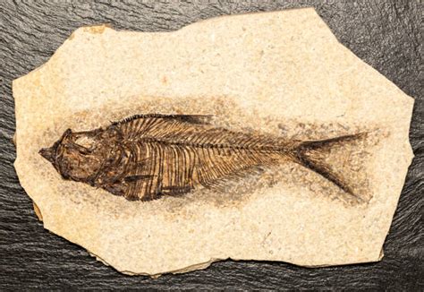trace fossil stock  pictures royalty  images istock