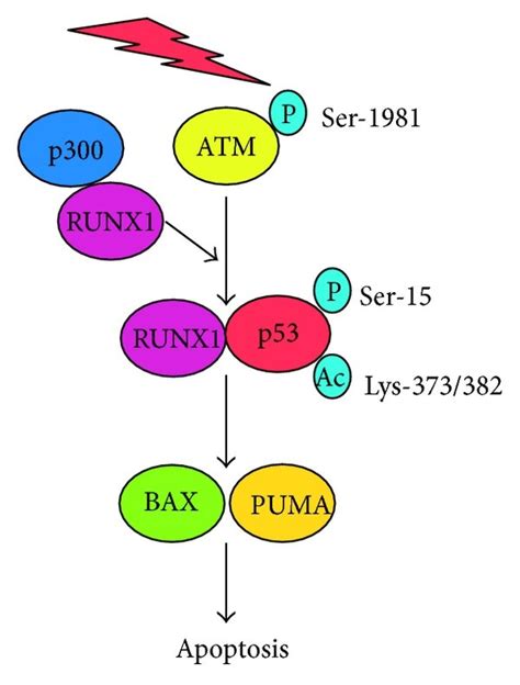 P53 Dependent DNA Damage Response Upon DNA Damage P53 Is