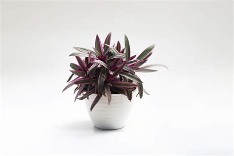 Moses In The Cradle Care Guide Tradescantia Spathacea Just Houseplants