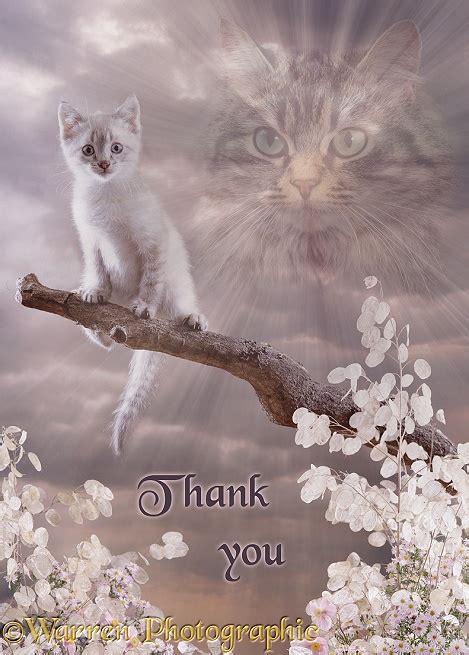 Cat thank you card photo WP00640