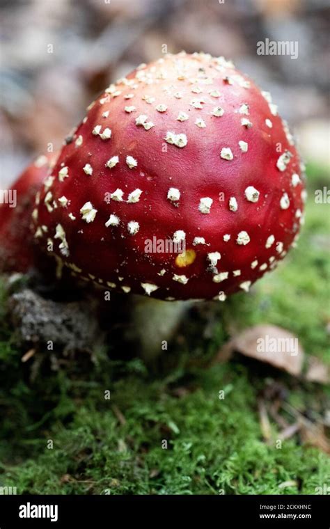 Champignons Rouge Et Blanc De La Mouche Agarique Amanita Muscaria