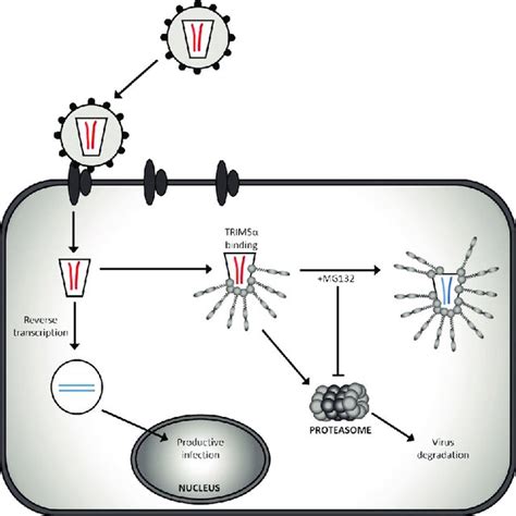 Schematic Of TRIM5 And TRIMCyp Genes CypA CDNA Retrotransposition Into