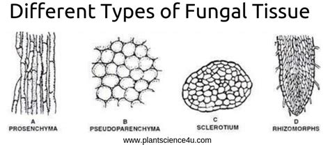 5 Different types of Fungal Tissue