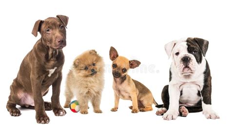 Group Of Puppies From Different Breed Stock Photo Image Of Mammal