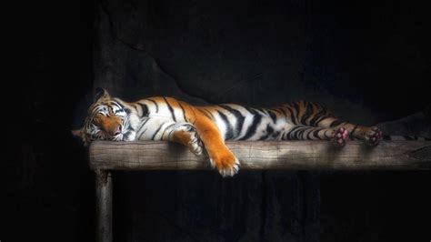 Sleeping tiger wallpaper - backiee