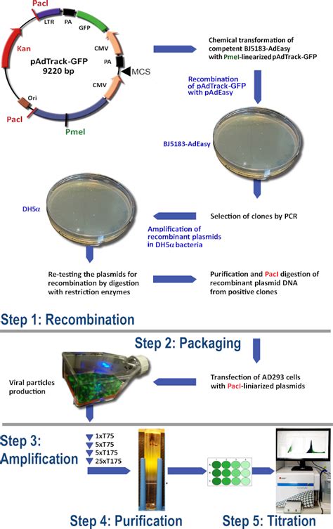 An Efficient Method For Adenovirus Production Scientific Article Protocol Jove