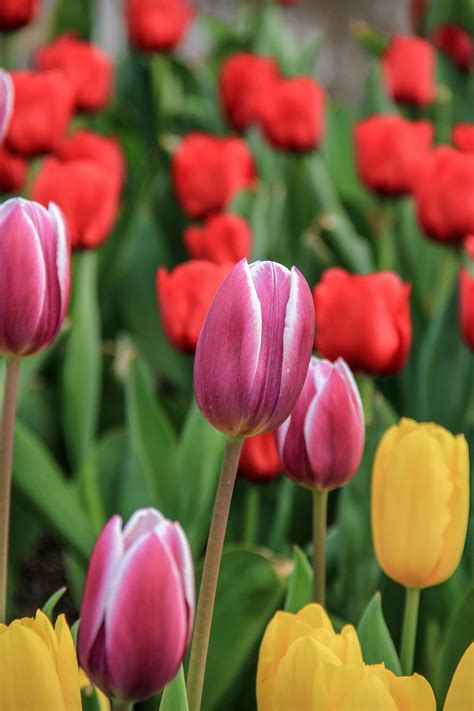 White Tulip on Black Background · Free Stock Photo