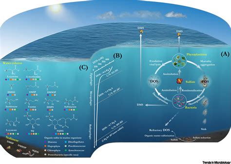 Bacteria Are Driving The Ocean S Organosulfur Cycle Trends In Microbiology