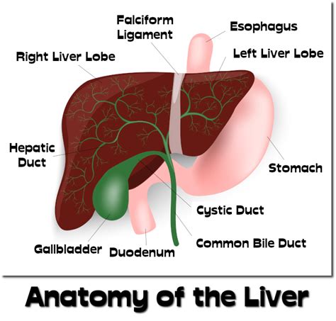 Liver Gallbladder Pancreas Anatomy Anatomy Drawing Diagram Images