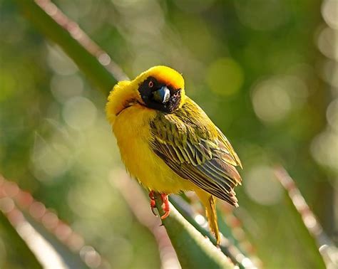 Endemic Birds Of Kenya