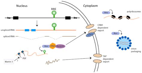 Multi Faceted Post Transcriptional Functions Of Hiv 1 Rev