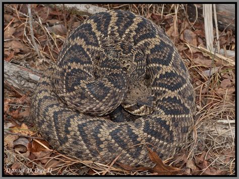 Eastern Diamondback Rattlesnake | Florida Backyard Snakes