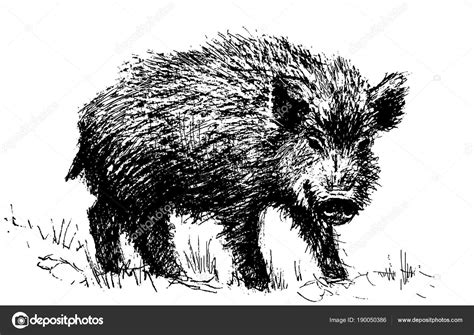 Wild Hog Line Art Vector Illustration — Stock Vector © Ozherelyeva