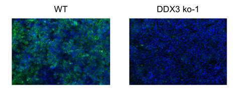 Ddx3 Plos 2018 [image] Eurekalert Science News Releases