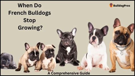 When Do French Bulldogs Stop Growing A Comprehensive Guide