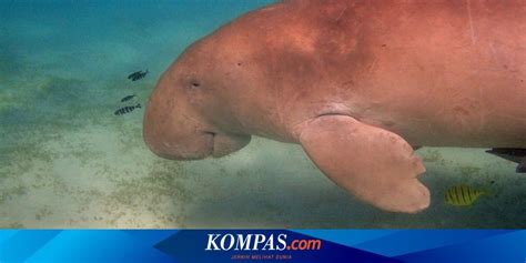 Dugong Hewan Yang Menginspirasi Kisah Putri Duyung Punah Di China