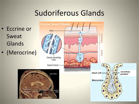 Ppt The I Ntegumentary System Powerpoint Presentation Free Download