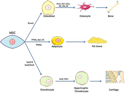 Frontiers Current Status And Future Prospects Of Genome Scale