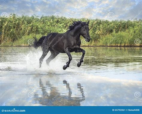 Black Horse Running