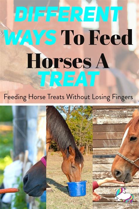 How To Feed A Horse Feliks Zeki