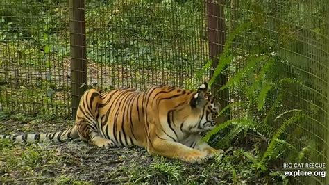 Dutchess Never Gives Up The Hunt Big Cat Rescue In Tampa Florida