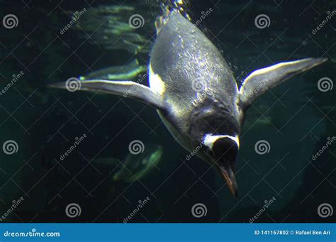 gentoo penguins swim underwater stock photo image  falkland