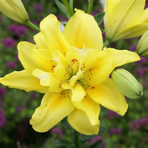 Double Asiatic Lily Collection Jparkers