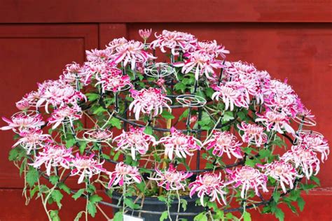 Japanese Flowers: Symbolism, Meaning, and Seasonal Highlights - Japambience