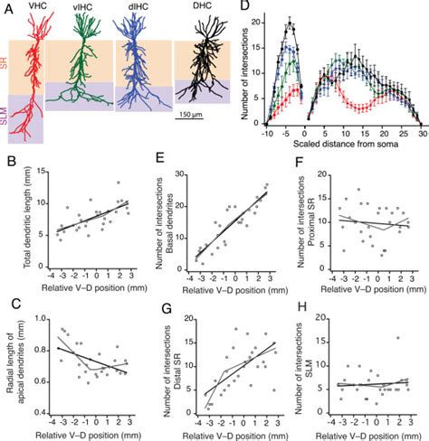 Morphological Properties Of Ca Neurons Along The Longitudinal Axis A