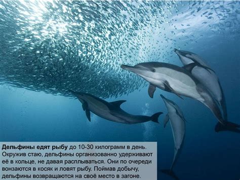 Дельфины - online presentation