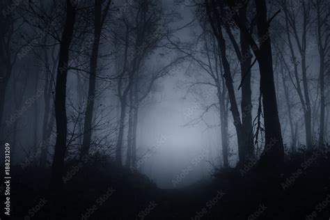 dark scary forest road on foggy night Stock Photo | Adobe Stock