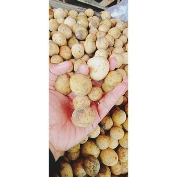 Jual BUAH DUKU DUKUH SEGAR 1KG Shopee Indonesia