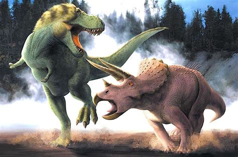 Un fossile d'un T-Rex et d'un Triceratops figés dans un combat ...