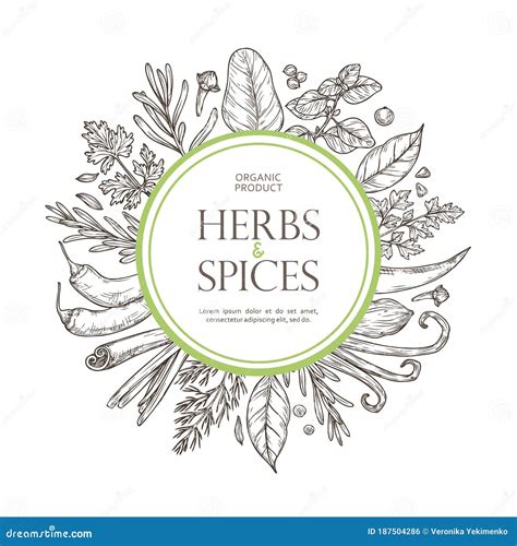 Herbs Sketch Set Arugula Bunch Mint Leaves Basil And Bay Leaves