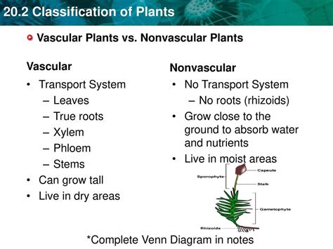 Vascular And Nonvascular Plants Diagram