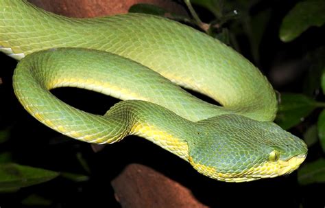 Bamboo Pitviper Snake Bite