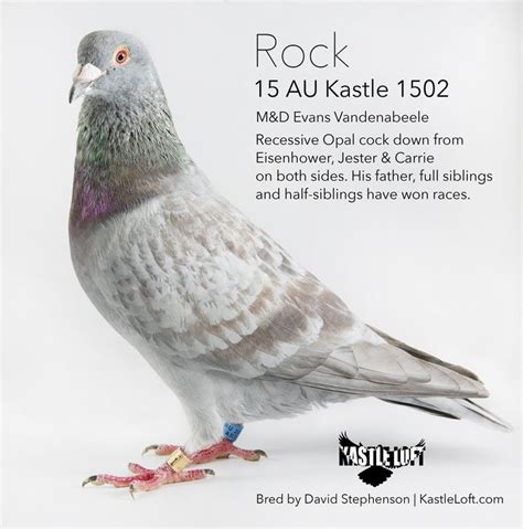 Recessive Opal Racing Pigeon Collection Racing Pigeons Pigeon