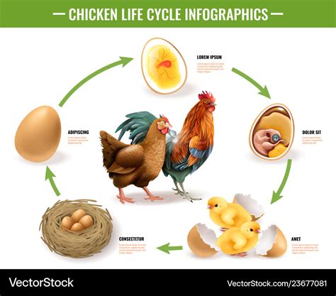 Chicken Life Cycle Chart