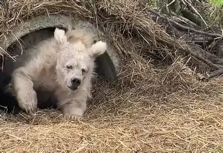 Медведь впервые вышел из берлоги после зимней спячки Видео