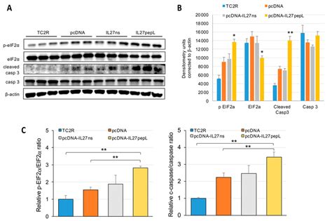 Western Blots Assessed Protein And Functional Status Relating To The Download Scientific