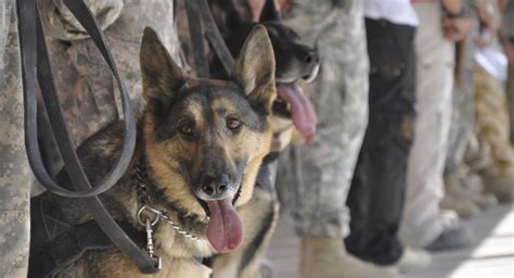 Adopting A Retired Military Working Dog